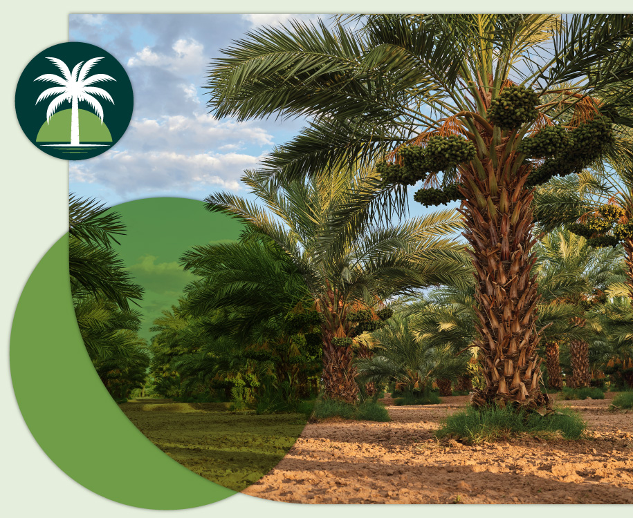 photo of date trees