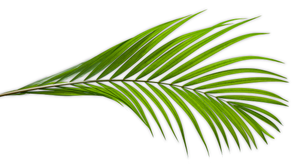 date palm leaf