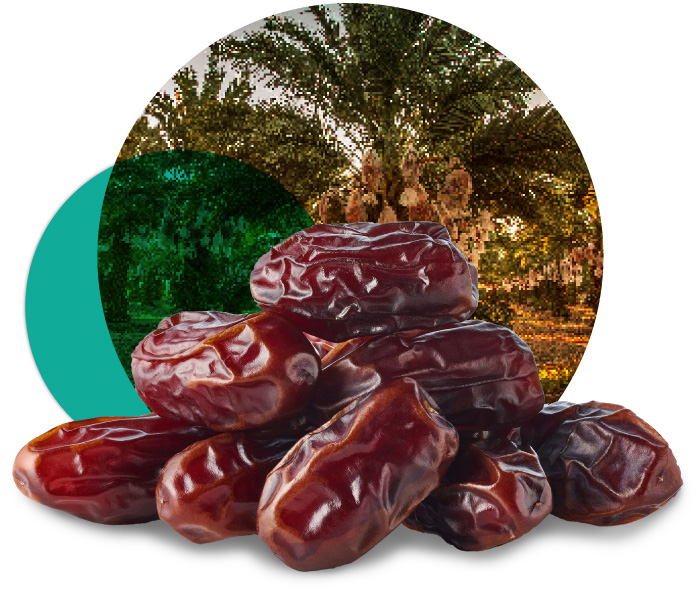 Medjool dates
