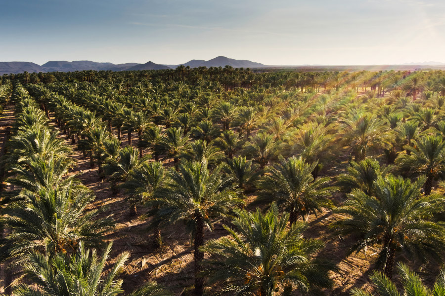 Date field