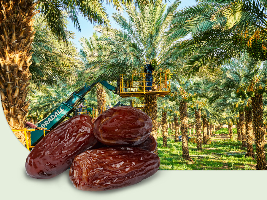 dates trees