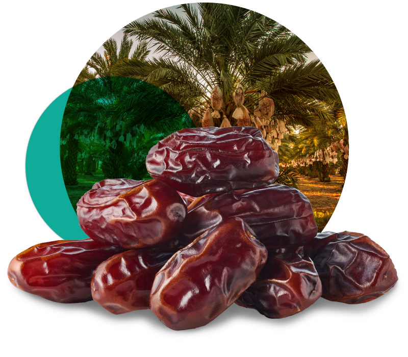 Medjool dates