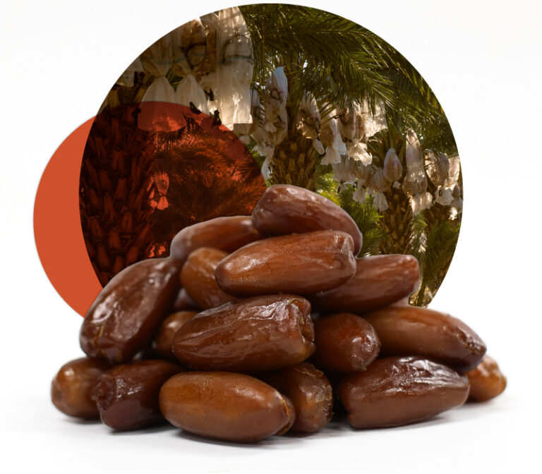 Deglet dates